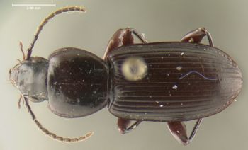 Media type: image; Entomology 23873   Aspect: habitus dorsal view